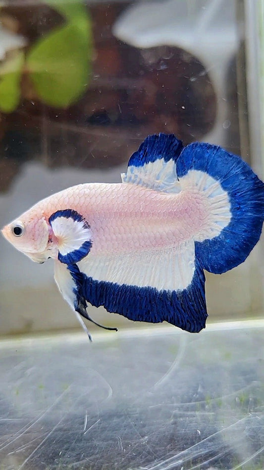 HMPK BLUE RIM BUTTERFLY BETTA FISH
