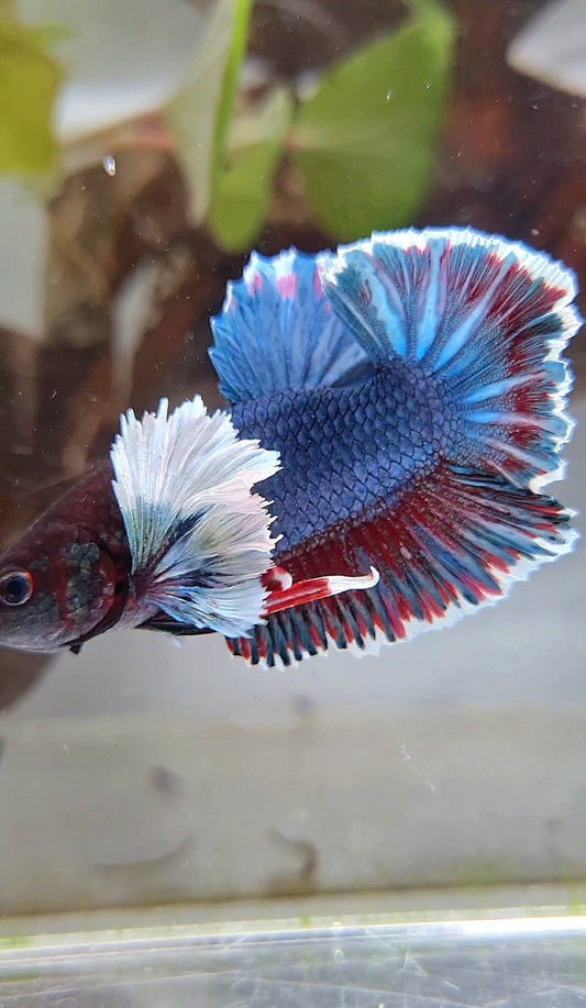 PLAKAT DUMBO EAR BLUE DARK GRAY BETTA FISH
