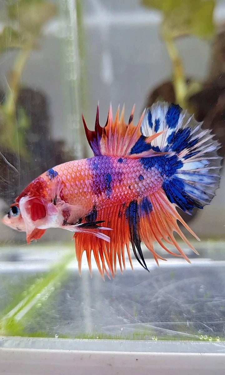 PLAKAT TAIL – Rare Betta Fish Store