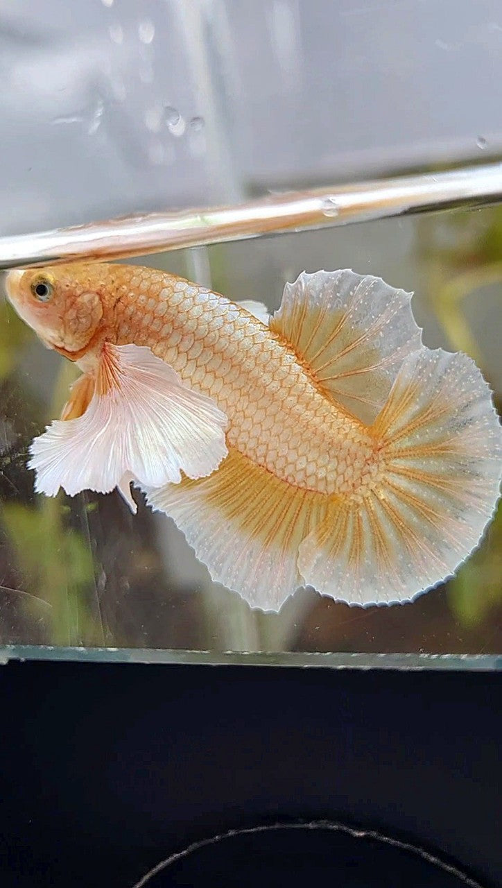 PLAKAT DUMBO EAR GOLD BUTTERLFLY BETTA FISH