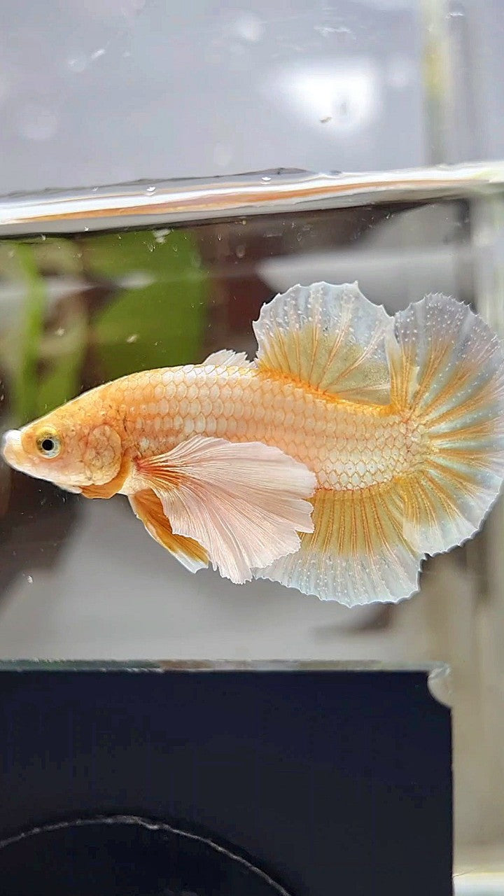 PLAKAT DUMBO EAR GOLD BUTTERLFLY BETTA FISH