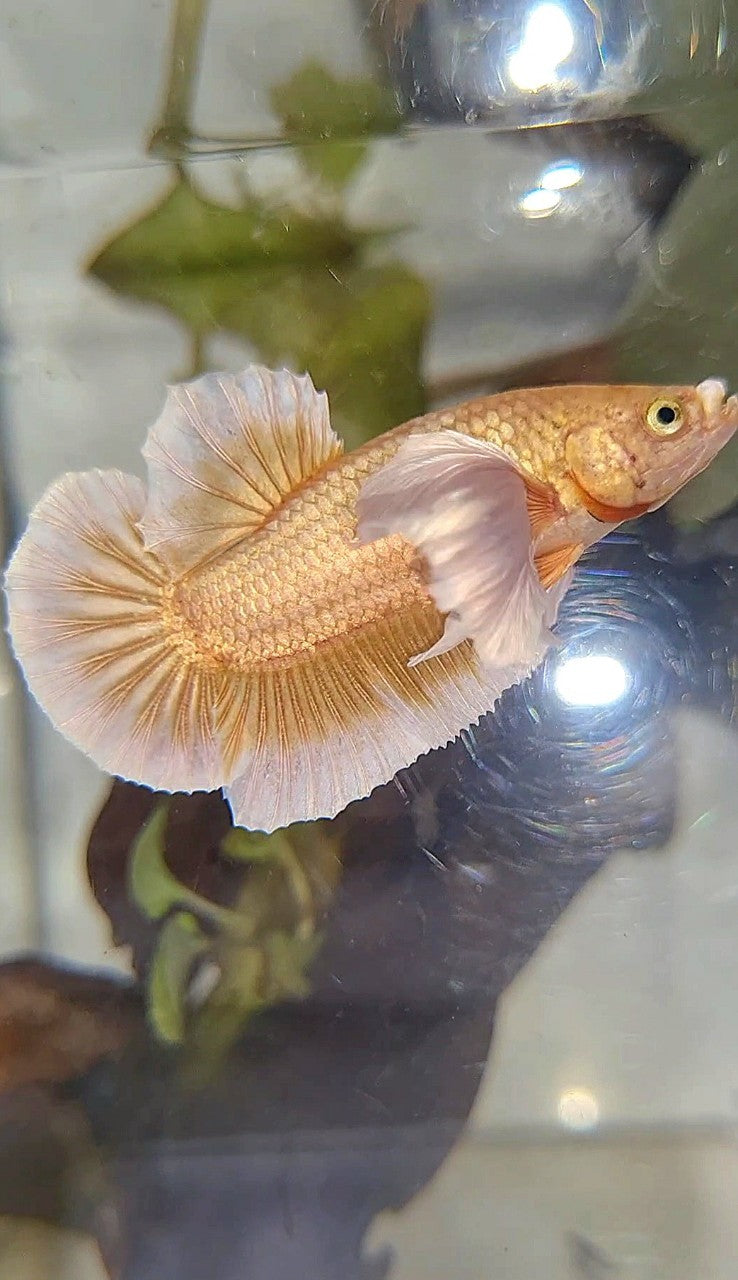 PLAKAT DUMBO EAR GOLD BUTTERLFLY BETTA FISH