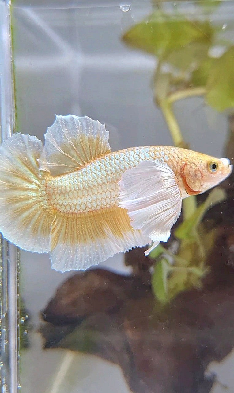 PLAKAT DUMBO EAR GOLD BUTTERLFLY BETTA FISH
