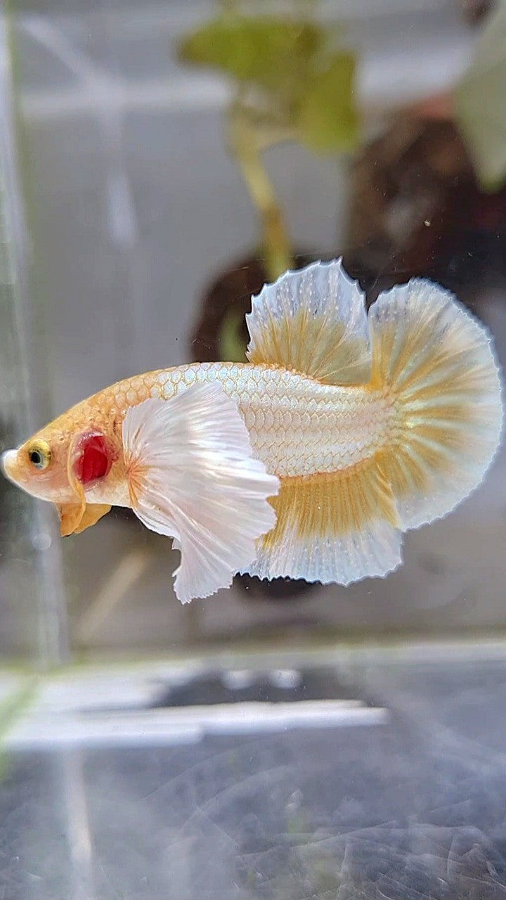 PLAKAT DUMBO EAR GOLD BUTTERLFLY BETTA FISH