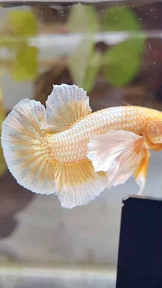 PLAKAT DUMBO EAR GOLD BUTTERLFLY BETTA FISH