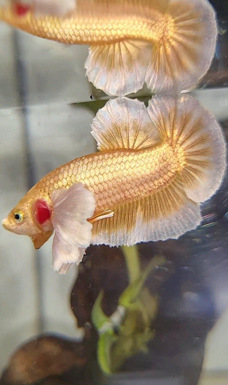 PLAKAT DUMBO EAR GOLD BUTTERLFLY BETTA FISH