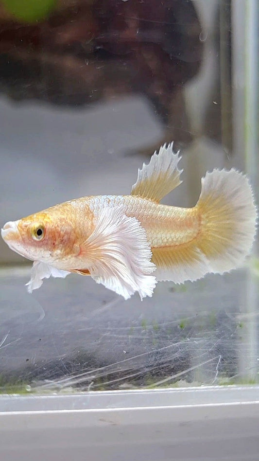 FEMALE PLAKAT SUPER DUMBO EAR GOLD BUTTERLFLY BETTA FISH
