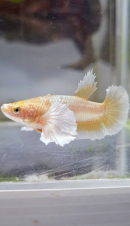 FEMALE PLAKAT SUPER DUMBO EAR GOLD BUTTERLFLY BETTA FISH