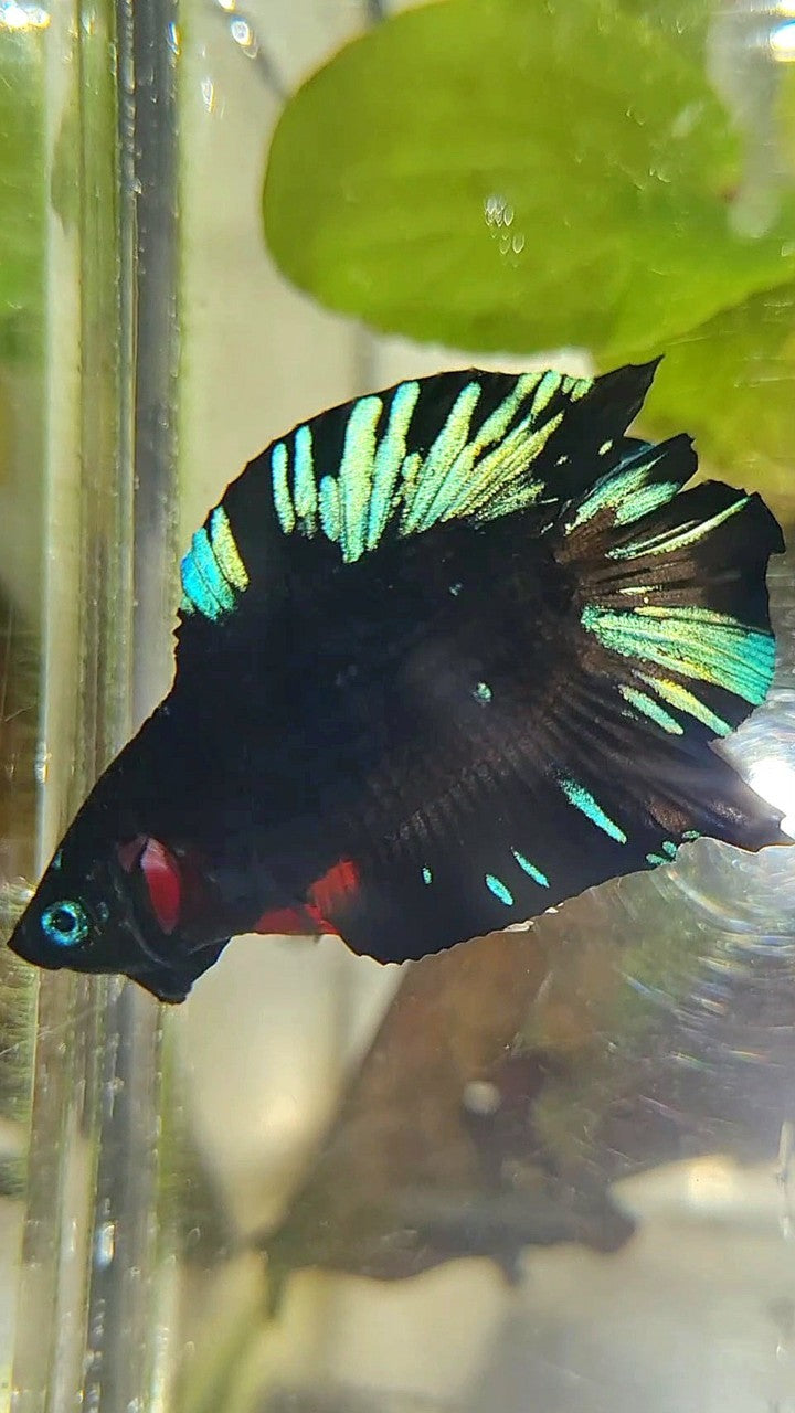 PLAKAT DOUBLE TAIL BLACK AVATAR BLUE SPLASH PATTERN BETTA FISH