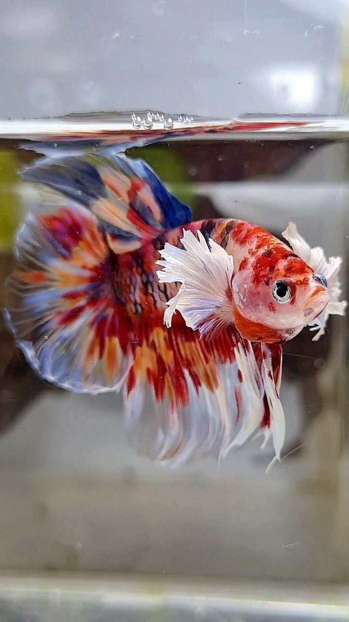 HALFMOON DUMBO EAR KOI RED SUPER MULTICOLOR BETTA FISH