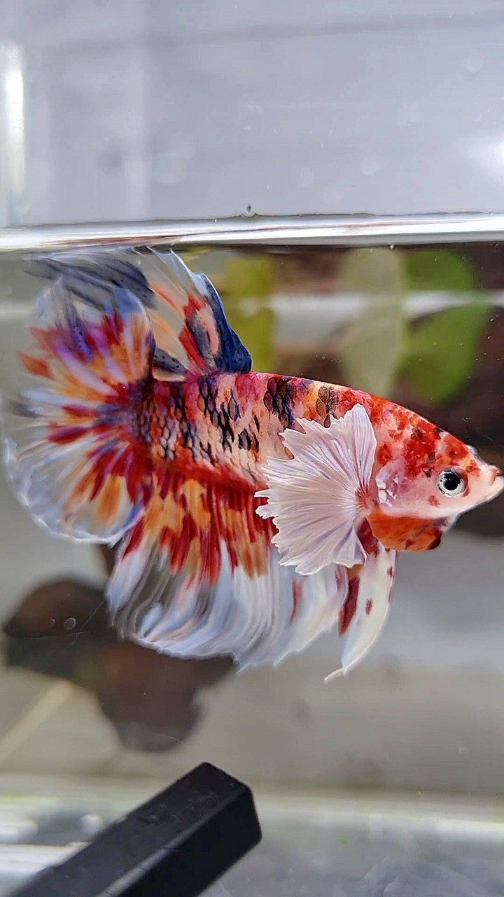 HALFMOON DUMBO EAR KOI RED SUPER MULTICOLOR BETTA FISH