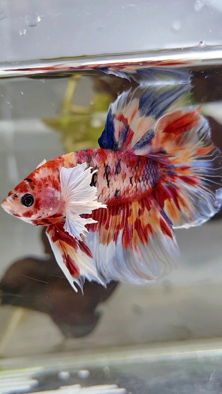 HALFMOON DUMBO EAR KOI RED SUPER MULTICOLOR BETTA FISH