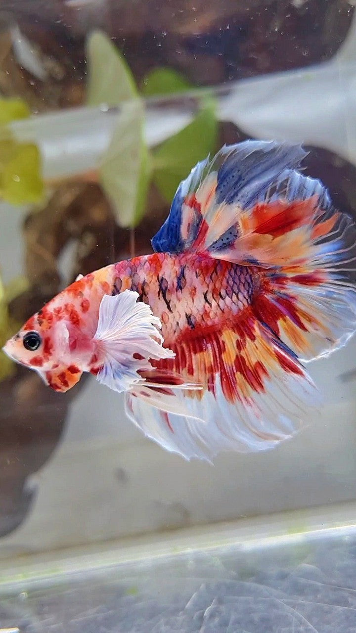 HALFMOON DUMBO EAR KOI RED SUPER MULTICOLOR BETTA FISH