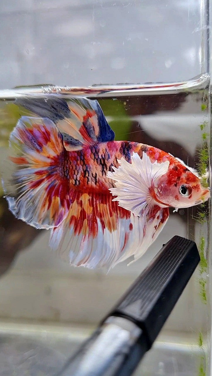 HALFMOON DUMBO EAR KOI RED SUPER MULTICOLOR BETTA FISH