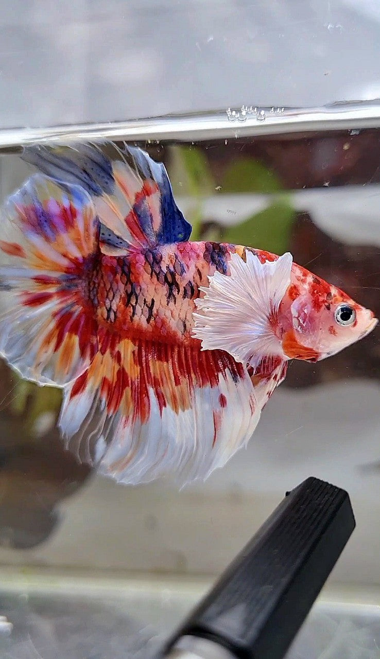 HALFMOON DUMBO EAR KOI RED SUPER MULTICOLOR BETTA FISH