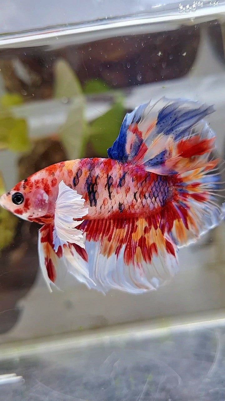 HALFMOON DUMBO EAR KOI RED SUPER MULTICOLOR BETTA FISH