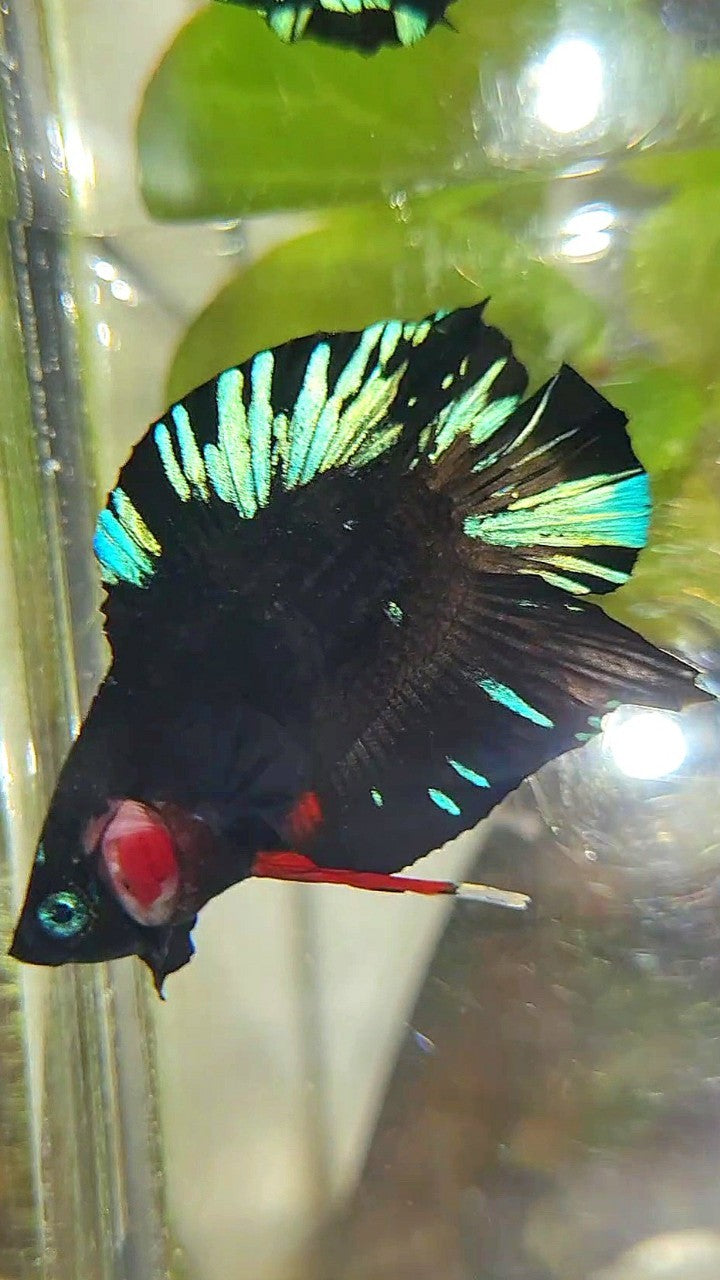 PLAKAT DOUBLE TAIL BLACK AVATAR BLUE SPLASH PATTERN BETTA FISH