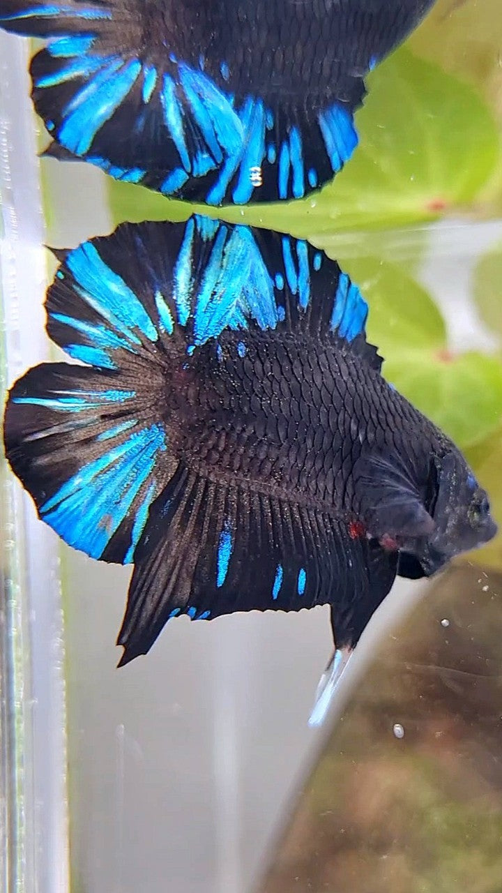 PLAKAT DOUBLE TAIL BLACK AVATAR BLUE SPLASH PATTERN BETTA FISH