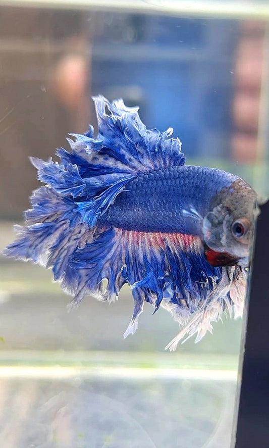 KING FEATHER TAIL BLUE BETTA FISH