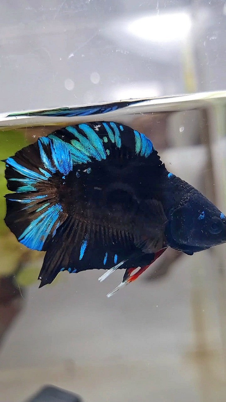 PLAKAT DOUBLE TAIL BLACK AVATAR BLUE SPLASH PATTERN BETTA FISH