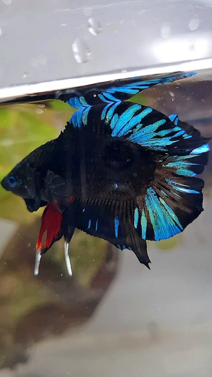 PLAKAT DOUBLE TAIL BLACK AVATAR BLUE SPLASH PATTERN BETTA FISH