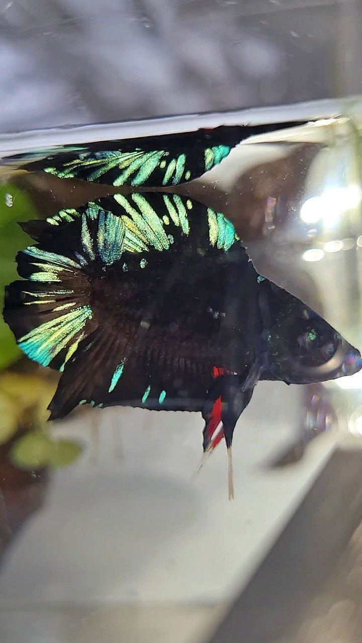 PLAKAT DOUBLE TAIL BLACK AVATAR BLUE SPLASH PATTERN BETTA FISH