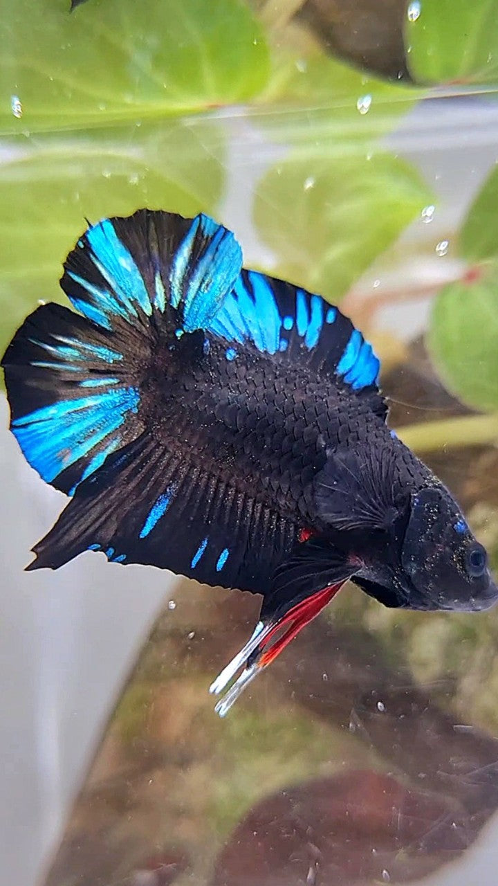 PLAKAT DOUBLE TAIL BLACK AVATAR BLUE SPLASH PATTERN BETTA FISH