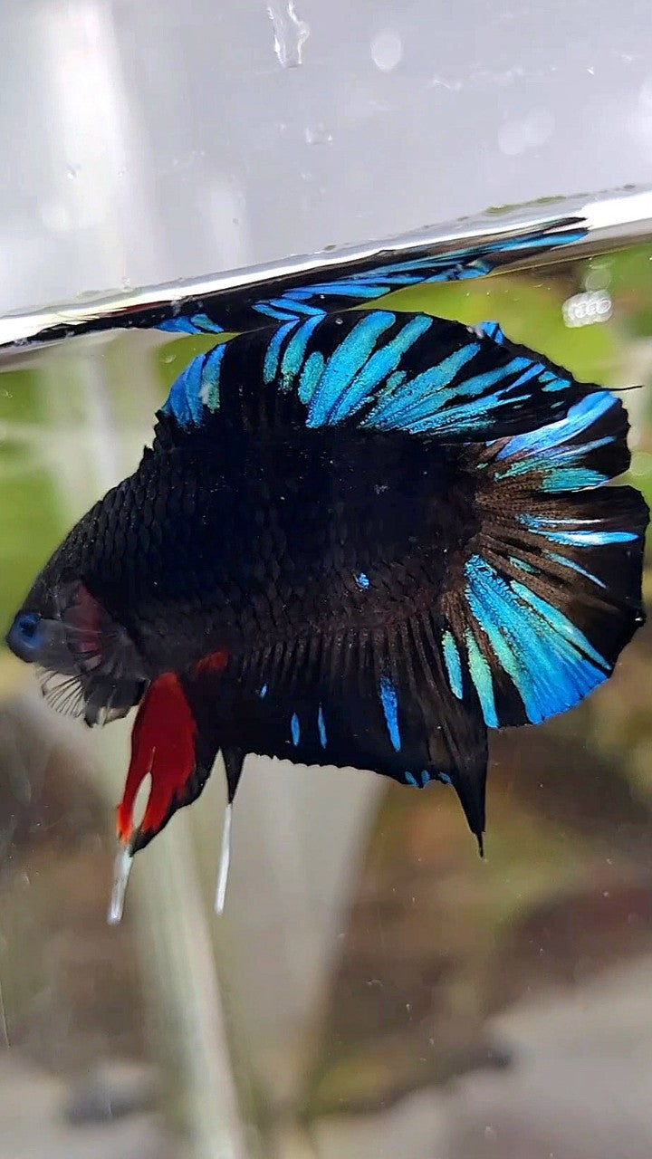 PLAKAT DOUBLE TAIL BLACK AVATAR BLUE SPLASH PATTERN BETTA FISH