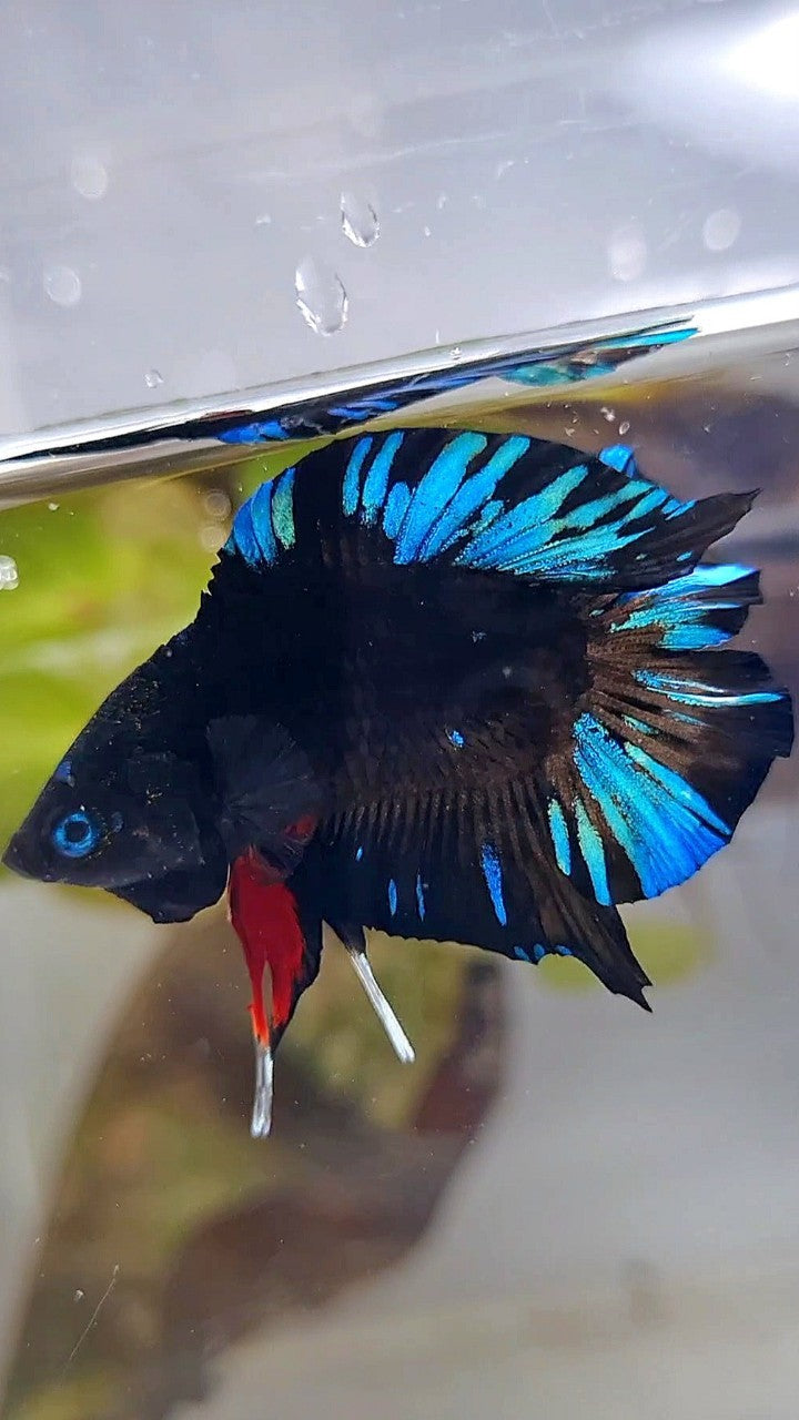 PLAKAT DOUBLE TAIL BLACK AVATAR BLUE SPLASH PATTERN BETTA FISH