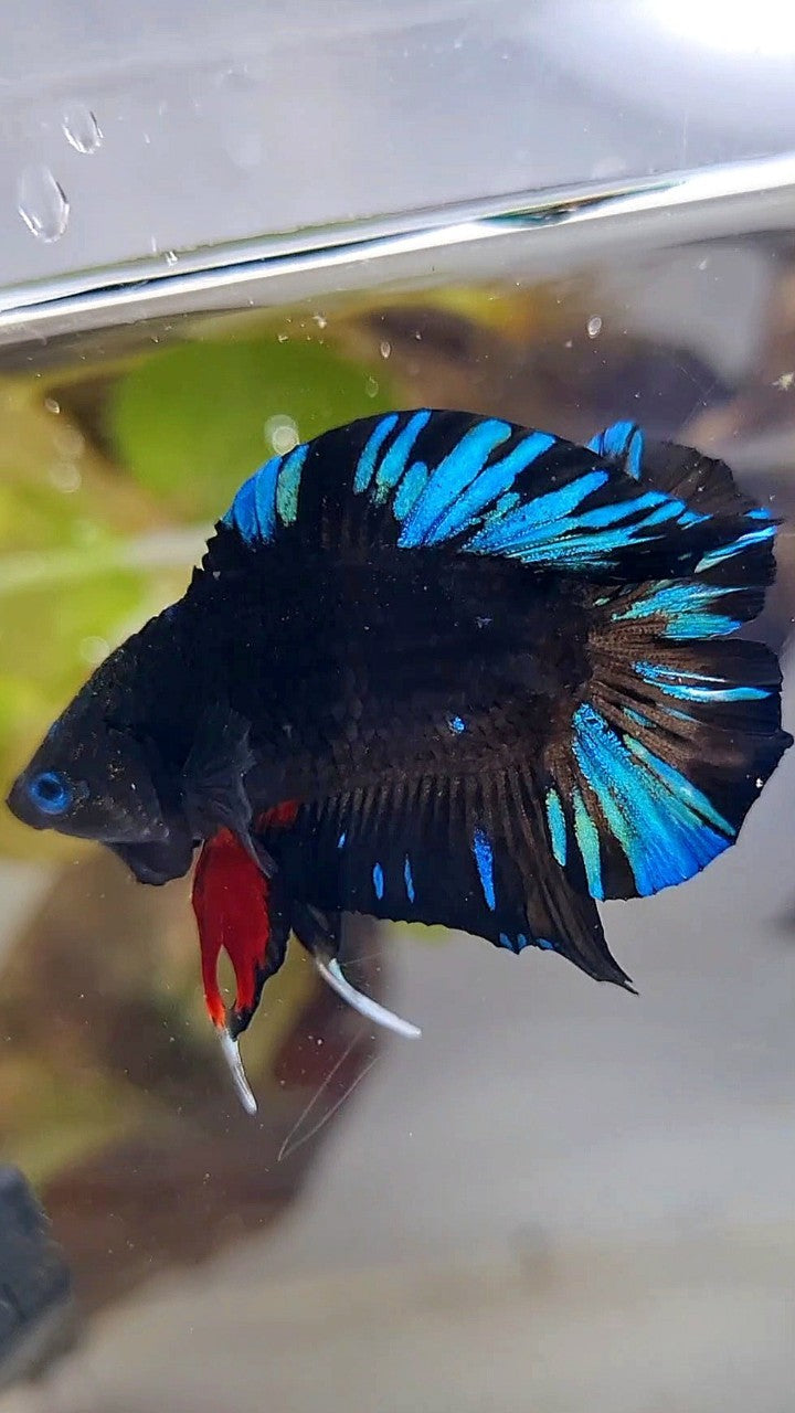 PLAKAT DOUBLE TAIL BLACK AVATAR BLUE SPLASH PATTERN BETTA FISH