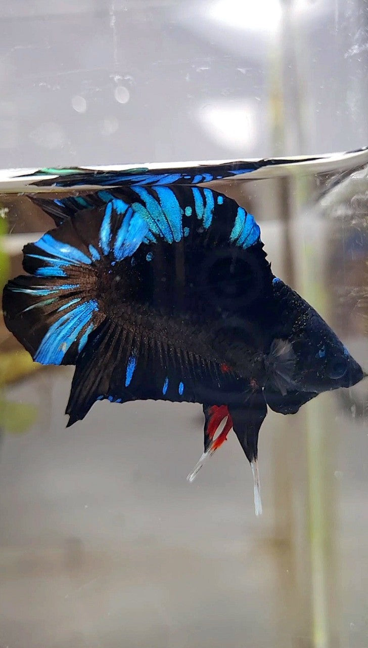 PLAKAT DOUBLE TAIL BLACK AVATAR BLUE SPLASH PATTERN BETTA FISH