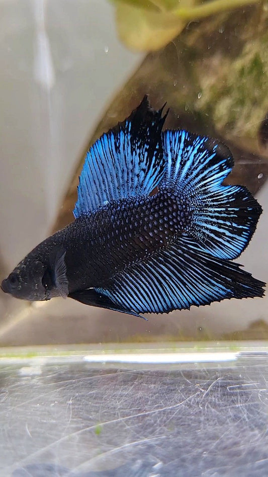 PLAKAT DOUBLE TAIL BLACK ORCHID BETTA FISH