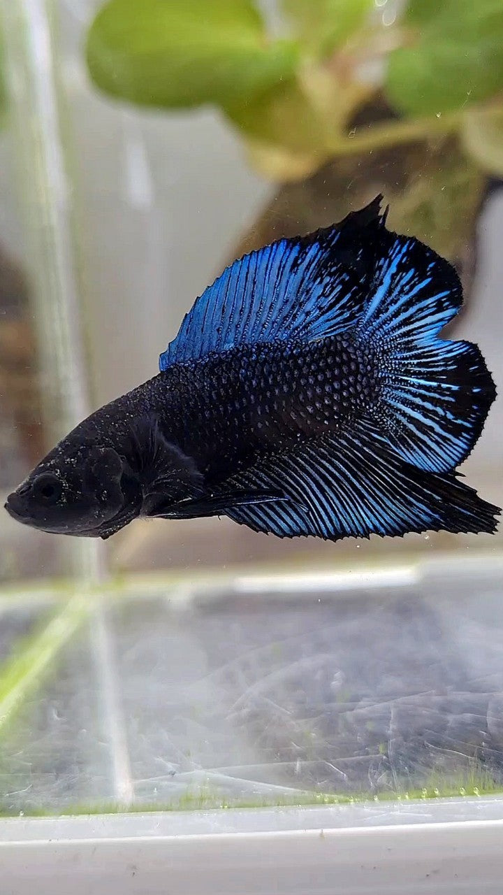 PLAKAT DOUBLE TAIL BLACK ORCHID BETTA FISH