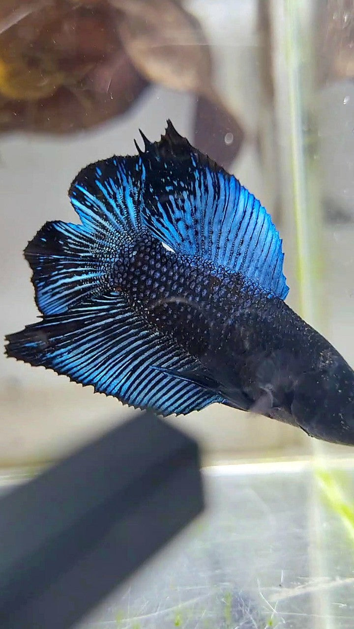 PLAKAT DOUBLE TAIL BLACK ORCHID BETTA FISH