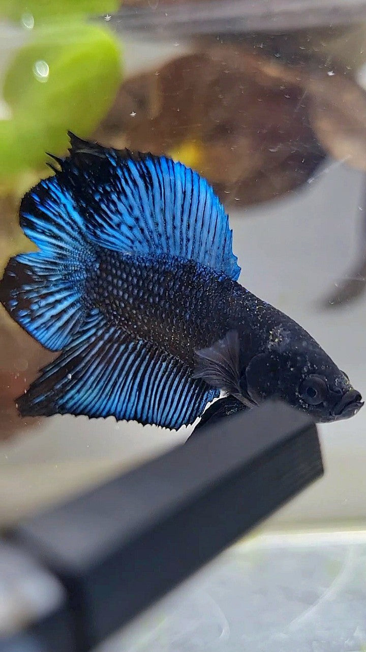 PLAKAT DOUBLE TAIL BLACK ORCHID BETTA FISH