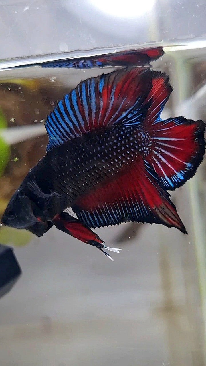 PLAKAT DOUBLE TAIL BLACK DARK RED BETTA FISH