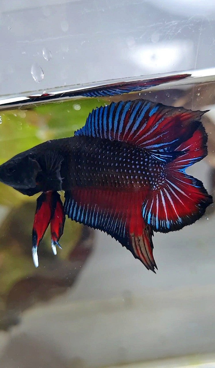 PLAKAT DOUBLE TAIL BLACK DARK RED BETTA FISH