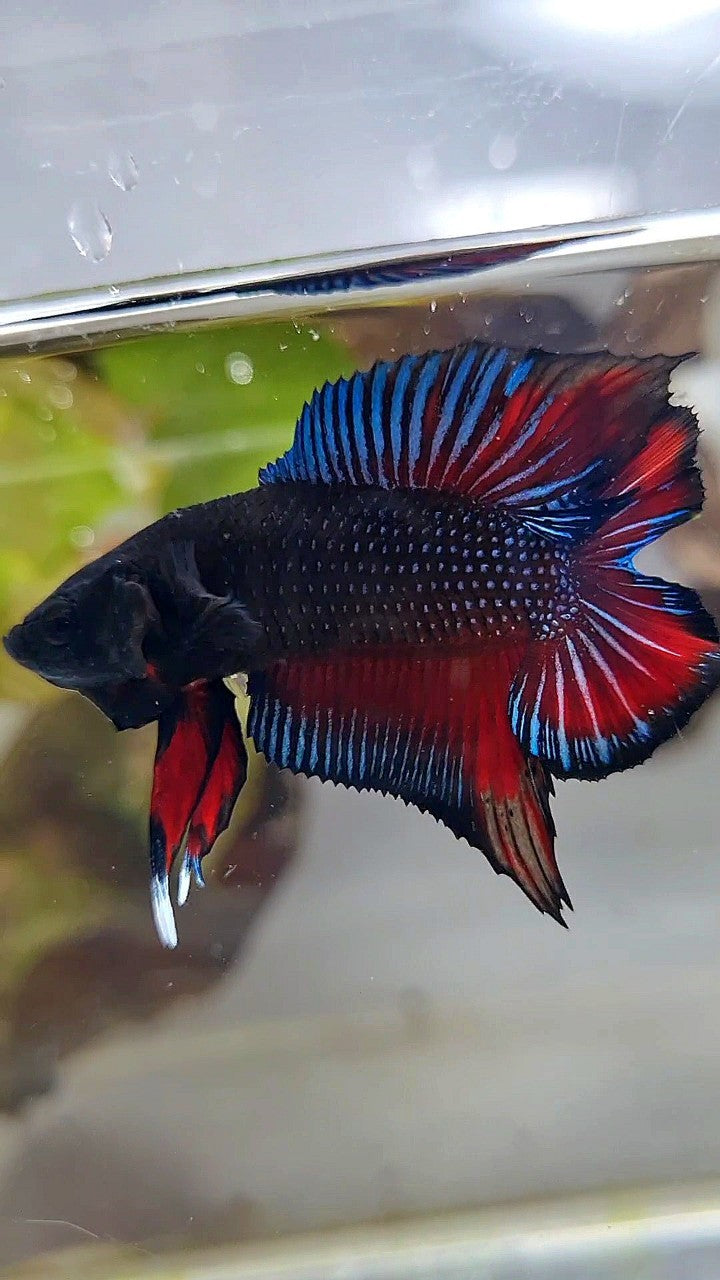 PLAKAT DOUBLE TAIL BLACK DARK RED BETTA FISH