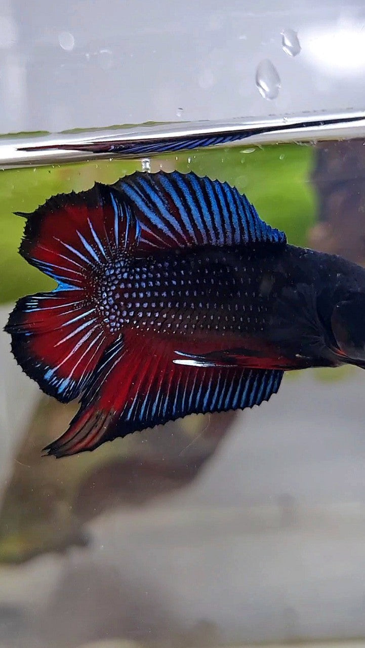 PLAKAT DOUBLE TAIL BLACK DARK RED BETTA FISH