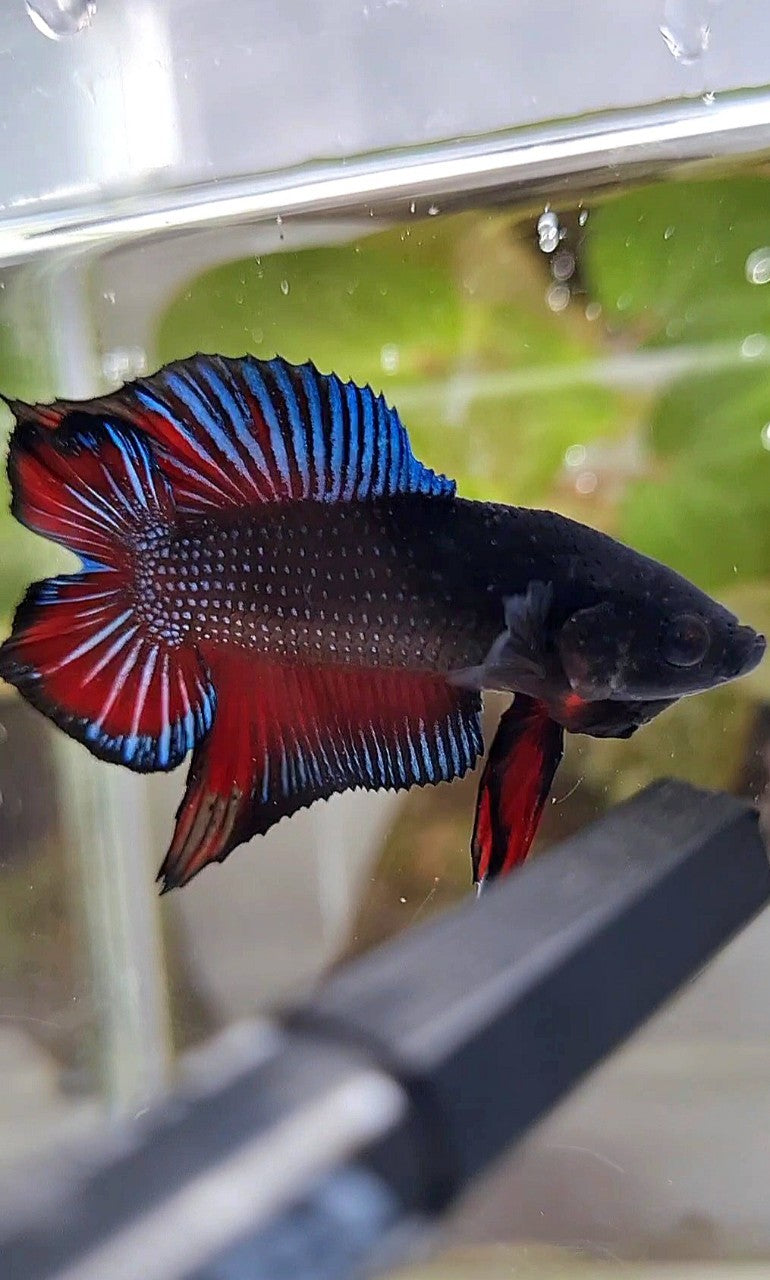 PLAKAT DOUBLE TAIL BLACK DARK RED BETTA FISH