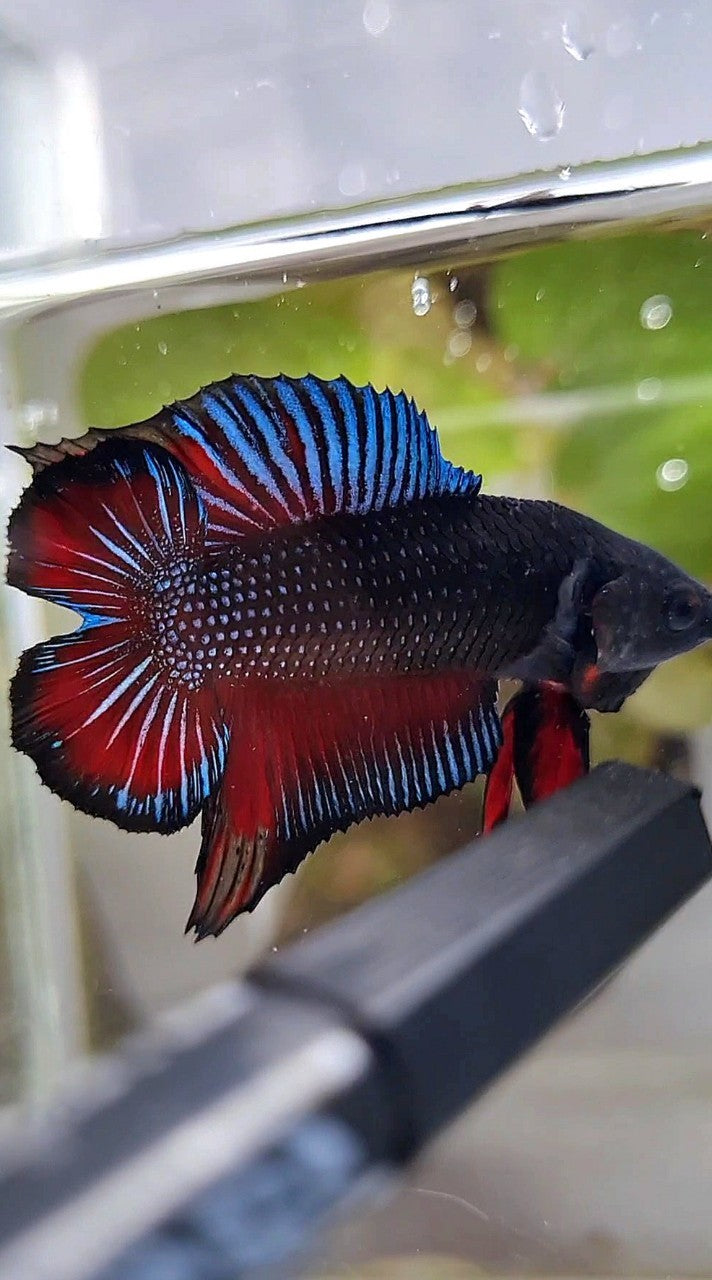 PLAKAT DOUBLE TAIL BLACK DARK RED BETTA FISH