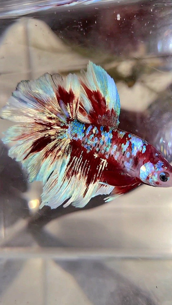 HALFMOON ROSETAIL BARONGSAI SUPER GALAXY WHITE RED BETTA FISH