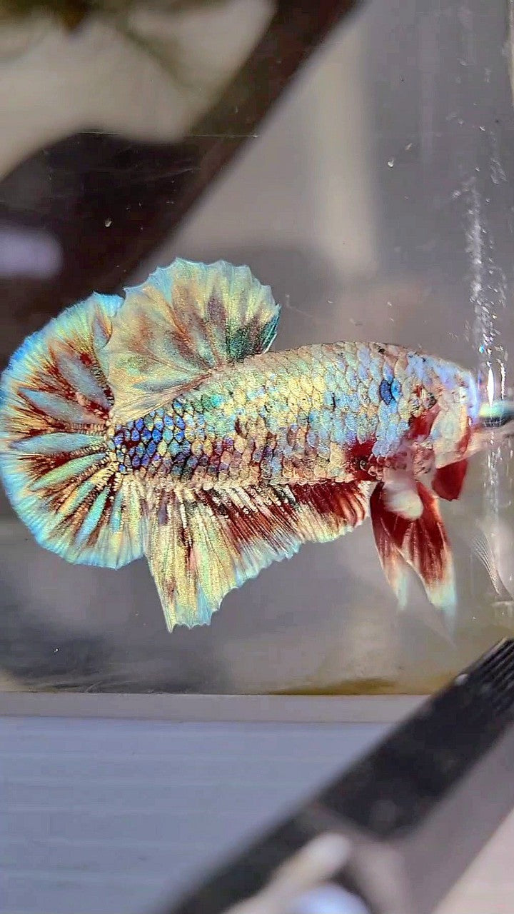 PLAKAT BARONGSAI SUPER GALAXY WHITE RED BETTA FISH