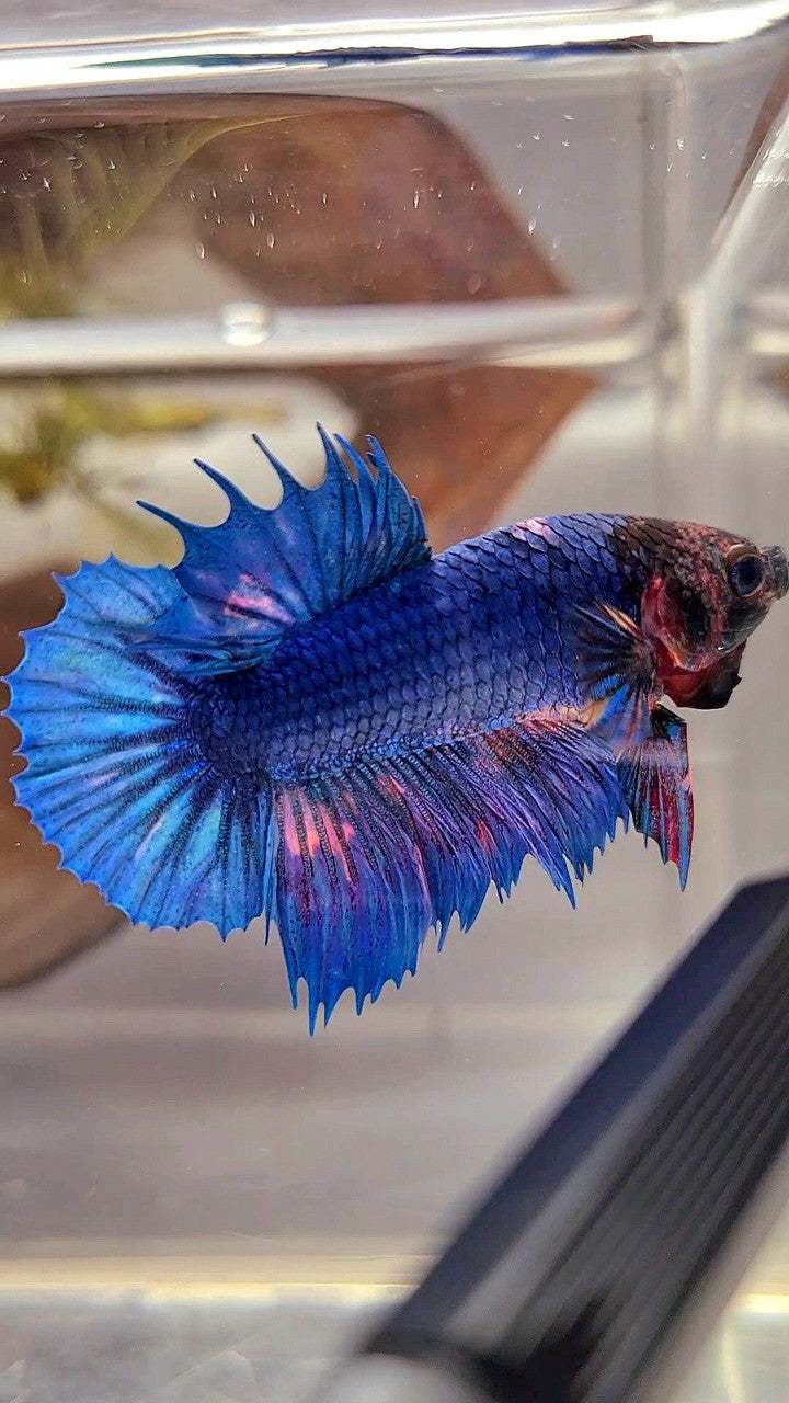 CROWNTAIL PLAKAT BLUE FANCY ORANGE WASH BETTA FISH