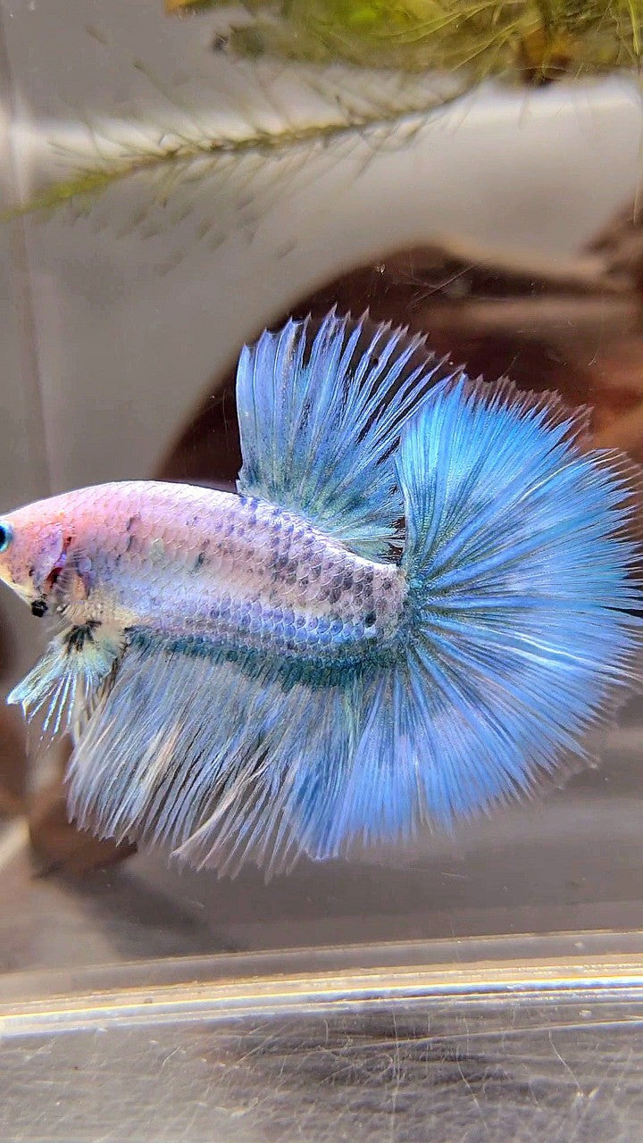 HALFMOON ROSETAIL BLUE GRIZZLE BETTA FISH