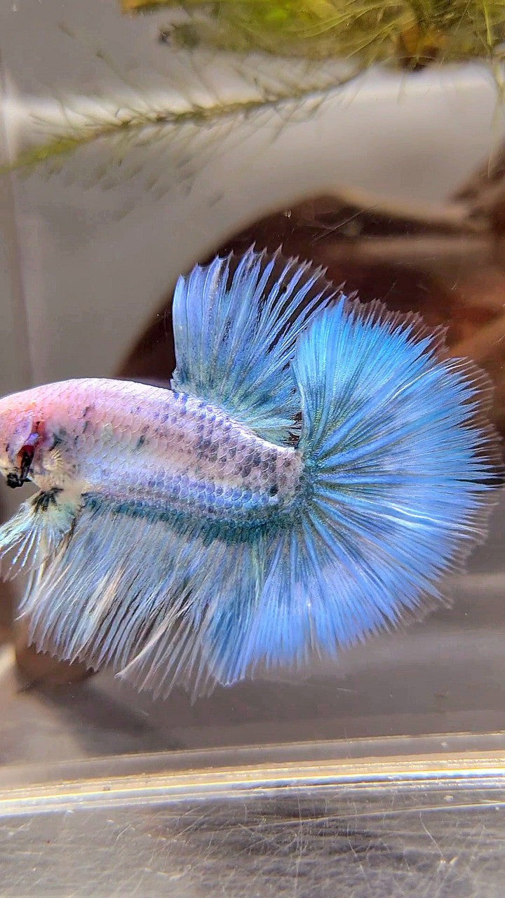 HALFMOON ROSETAIL BLUE GRIZZLE BETTA FISH