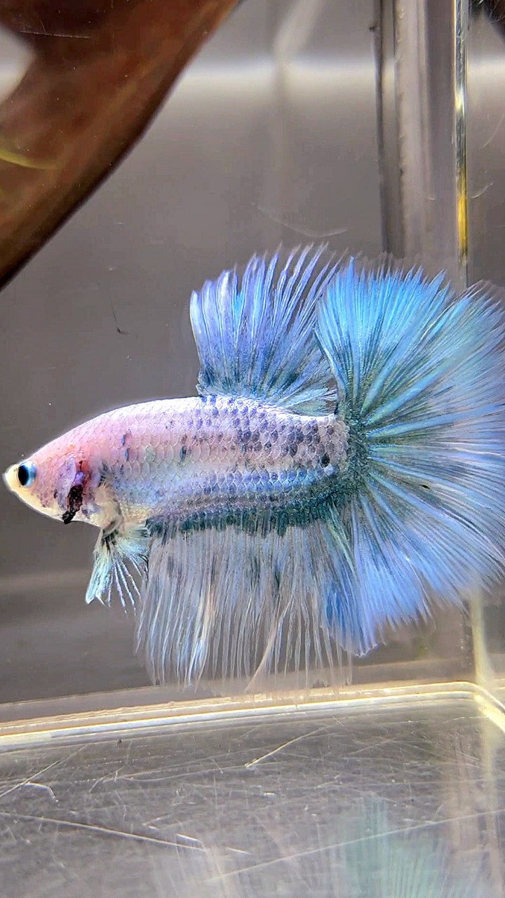 HALFMOON ROSETAIL BLUE GRIZZLE BETTA FISH