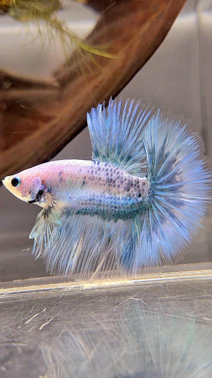 HALFMOON ROSETAIL BLUE GRIZZLE BETTA FISH