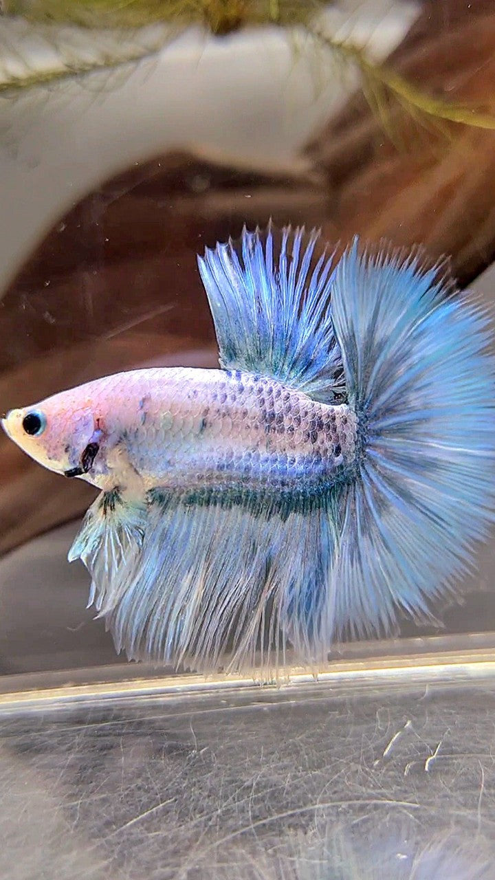 HALFMOON ROSETAIL BLUE GRIZZLE BETTA FISH