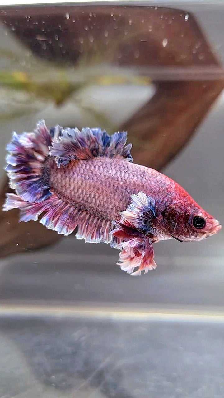 PLAKAT FEATHER TAIL BIG EAR PURPLE GRIZZLE BETTA FISH